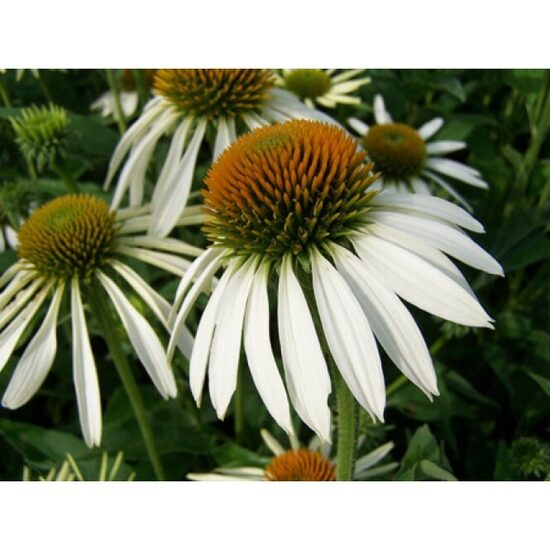 EŽIUOLĖ - ECHINACEA PURPUREA WHITE